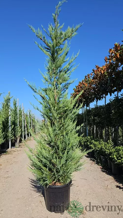 Cyprusovec Leylandský 350/400 cm v črepníku 70l Cupressocyparis Leylandii