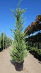 Cyprusovec Leylandský 350/400 cm v črepníku 70l Cupressocyparis Leylandii