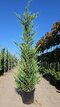 Cyprusovec Leylandský 350/400 cm v črepníku 70l Cupressocyparis Leylandii