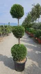 Cyprusovec Leylandský 3 gule výška 160/180 cm v črepníku 20l Cupressocyparis Leylandii