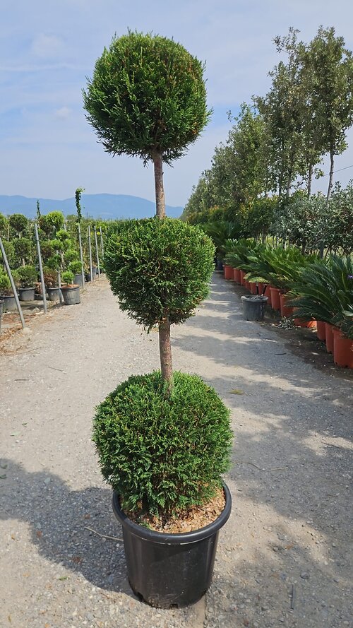 Cyprusovec Leylandský 3 gule výška 160/180 cm v črepníku 40l Cupressocyparis Leylandii