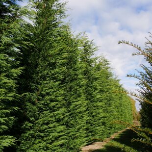 Cyprusovec leylandský 40/60 cm aj na živý plot, v črepníku P8 Cupressocyparis leylandii