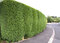 Cyprusovec leylandský 90/110 cm, v črepníku Cupressocyparis leylandii