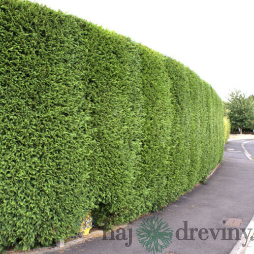Cyprusovec leylandský 90/110 cm, v črepníku Cupressocyparis leylandii