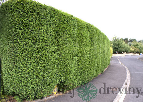 Cyprusovec leylandský 90/110 cm, v črepníku Cupressocyparis leylandii