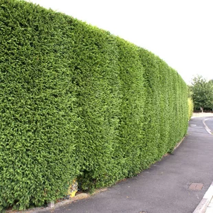 Cyprusovec leylandský 90/110 cm, v črepníku Cupressocyparis leylandii