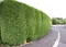 Cyprusovec leylandský 90/110 cm, v črepníku Cupressocyparis leylandii