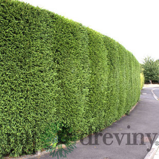 Cyprusovec leylandský 90/110 cm, v črepníku Cupressocyparis leylandii