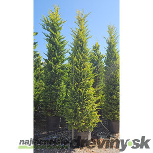 Cyprusovec leylandský “Aurea Gold“ (japonský štýl), výška 180/200 cm, v črepníku Cupressocyparis leylandii