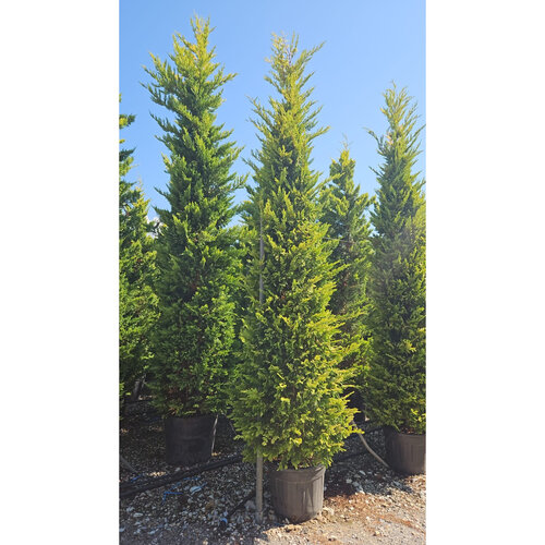Cyprusovec leylandský “Aurea Gold“ (japonský štýl), výška 180/200 cm, v črepníku Cupressocyparis leylandii