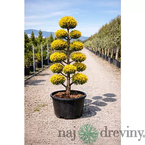 Cyprusovec leylandský “Aurea Gold“ (japonský štýl), výška 180/200 cm, v črepníku Cupressocyparis leylandii