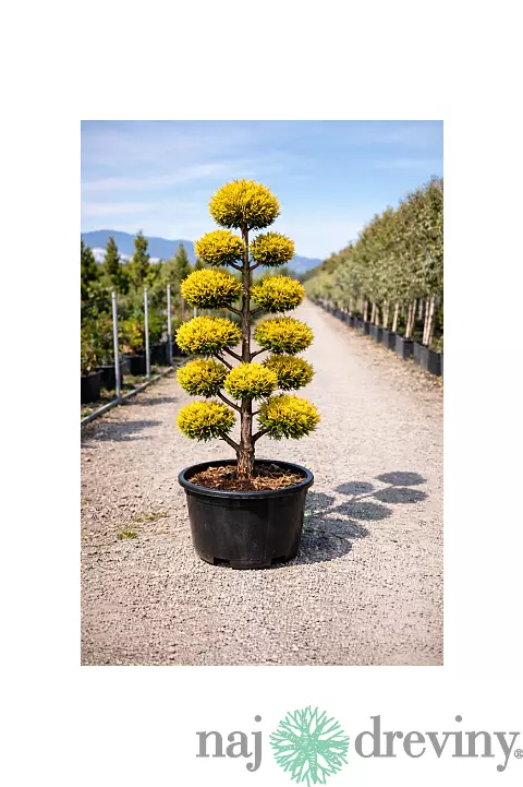 Cyprusovec leylandský “Aurea Gold“ (japonský štýl), výška 180/200 cm, v črepníku Cupressocyparis leylandii