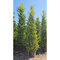 Cyprusovec leylandský “Aurea Gold“ (japonský štýl), výška 180/200 cm, v črepníku Cupressocyparis leylandii