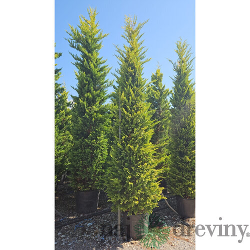 Cyprusovec leylandský “Aurea Gold“ (japonský štýl), výška 180/200 cm, v črepníku Cupressocyparis leylandii