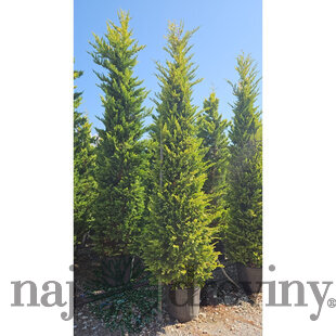 Cyprusovec leylandský “Aurea Gold“ (japonský štýl), výška 180/200 cm, v črepníku Cupressocyparis leylandii