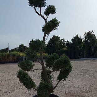 Cyprusovec leylandský Castlewellan Bonsaj Cloud 200/250 cm, v črepníku Cupressocyparis leylandii Castlewellan