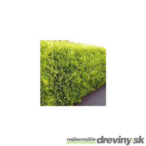Cyprusovec leylandský Castlewellan, výška 40/60 cm, v črepníku Cupressocyparis leylandii Castlewellan Gold