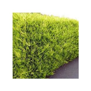 Cyprusovec leylandský Castlewellan, výška 40/60 cm, v črepníku Cupressocyparis leylandii Castlewellan Gold