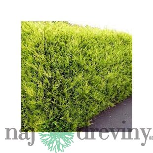 Cyprusovec leylandský Castlewellan, výška 40/60 cm, v črepníku Cupressocyparis leylandii Castlewellan Gold