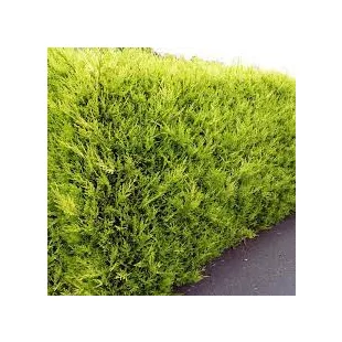 Cyprusovec leylandský Castlewellan, výška 40/60 cm, v črepníku Cupressocyparis leylandii Castlewellan Gold