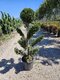Cyprusovec leylandský “CLOUDS“ (japonský štýl), výška 100/125 cm, v črepníku Cupressocyparis leylandii