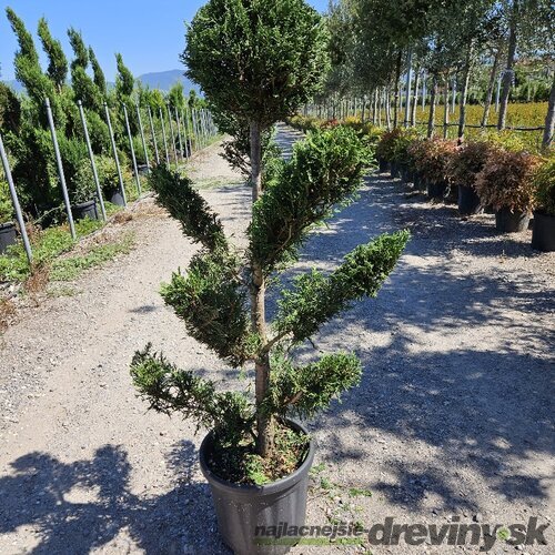 Cyprusovec leylandský “CLOUDS“ (japonský štýl), výška 100/125 cm, v črepníku Cupressocyparis leylandii