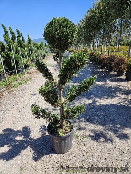 Cyprusovec leylandský “CLOUDS“ (japonský štýl), výška 100/125 cm, v črepníku Cupressocyparis leylandii