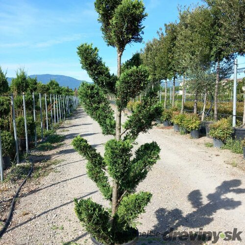 Cyprusovec leylandský “CLOUDS“ (japonský štýl), výška 180/200 cm, v črepníku Cupressocyparis leylandii