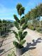 Cyprusovec leylandský “CLOUDS“ (japonský štýl), výška 180/200 cm, v črepníku Cupressocyparis leylandii