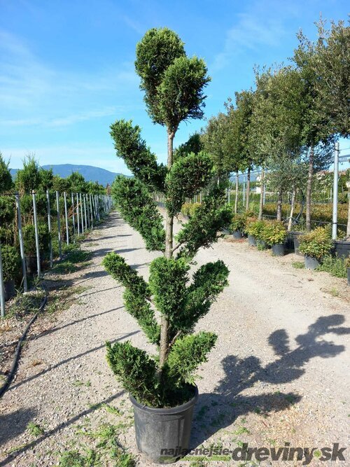 Cyprusovec leylandský “CLOUDS“ (japonský štýl), výška 180/200 cm, v črepníku Cupressocyparis leylandii