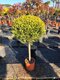 Cyprusovec leylandsky Gold guľa na kmienku, priemer 30/40 cm, výška kmienku 100/120 cm, v črepníku Cupressocyparis leylandii