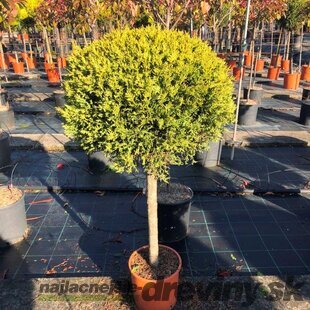Cyprusovec leylandsky Gold guľa na kmienku, priemer 30/40 cm, výška kmienku 100/120 cm, v črepníku Cupressocyparis leylandii