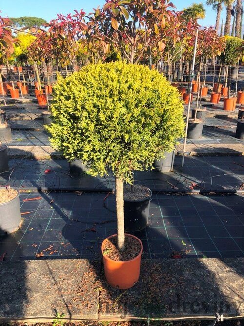Cyprusovec leylandsky Gold guľa na kmienku, priemer 30/40 cm, výška kmienku 100/120 cm, v črepníku Cupressocyparis leylandii