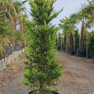 Cyprusovec leylandský Gold Rider 130/160 cm v črepníku 25l Cupressocyparis Leylandii Gold Rider