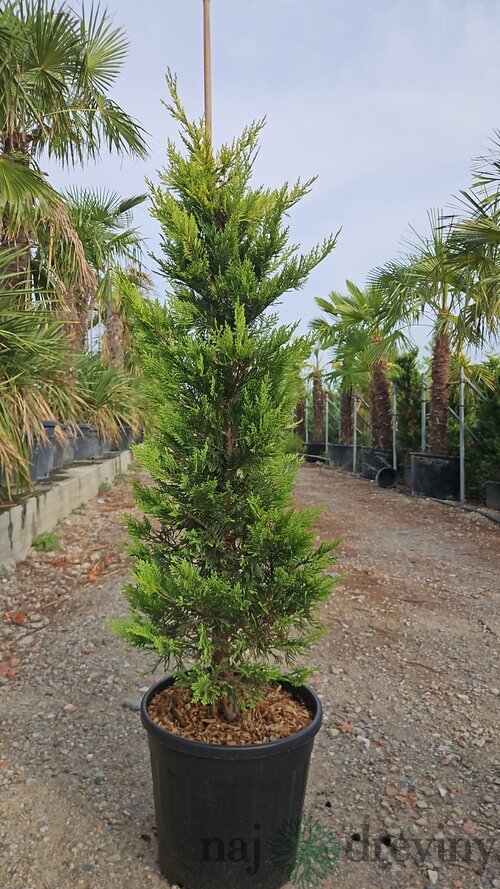 Cyprusovec leylandský Gold Rider 130/160 cm v črepníku 25l Cupressocyparis Leylandii Gold Rider
