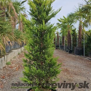 Cyprusovec leylandský Gold Rider 130/160 cm v črepníku 25l Cupressocyparis Leylandii Gold Rider