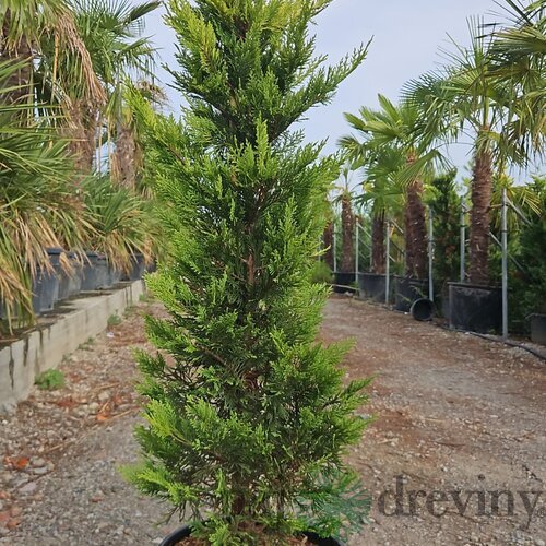Cyprusovec leylandský Gold Rider 130/160 cm v črepníku 25l Cupressocyparis Leylandii Gold Rider