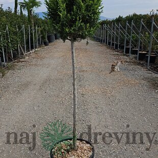 Cyprusovec leylandský Gold Rider guľa na kmienku, priemer 25/30cm , výška kmienku 120 cm, v črepníku 10L Cupressus leylandii