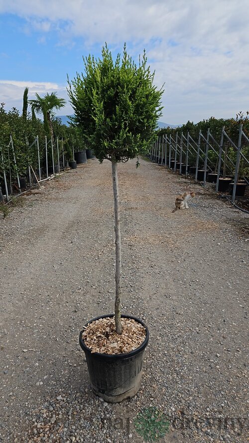 Cyprusovec leylandský Gold Rider guľa na kmienku, priemer 25/30cm , výška kmienku 120 cm, v črepníku 10L Cupressus leylandii