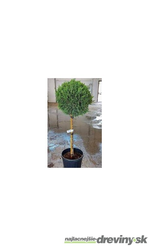 Cyprusovec leylandský Gold Rider, na kmienku 30/40 cm, celková výška 100/120 cm, v črepníku Cupressocyparis leylandii Gold Rider