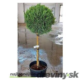 Cyprusovec leylandský Gold Rider, na kmienku 30/40 cm, celková výška 100/120 cm, v črepníku Cupressocyparis leylandii Gold Rider