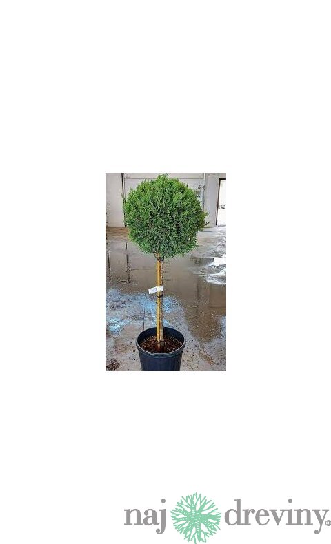 Cyprusovec leylandský Gold Rider, na kmienku 30/40 cm, celková výška 100/120 cm, v črepníku Cupressocyparis leylandii Gold Rider