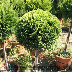 Cyprusovec leylandský guľa 30/40 cm na kmienku 80/100 cm, v črepníku Cupressocyparis leylandii Green