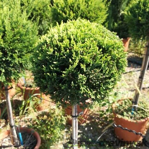 Cyprusovec leylandský guľa 30/40 cm na kmienku 80/100 cm, v črepníku Cupressocyparis leylandii Green