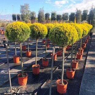 Cyprusovec leylandský guľa na kmienku, priemer 20/30cm, výška kmienku 120 cm, v črepníku Cupressocyparis leylandii