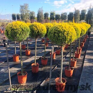 Cyprusovec leylandský guľa na kmienku, priemer 20 cm, výška kmienku 120 cm, v črepníku Cupressocyparis leylandii