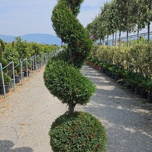 Cyprusovec leylandský guľa + špirála 200 cm v črepníku 40l Cupressocyparis Leylandii