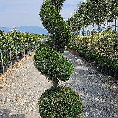 Cyprusovec leylandský guľa + špirála 200 cm v črepníku 40l Cupressocyparis Leylandii