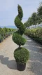 Cyprusovec leylandský guľa + špirála 200 cm v črepníku 40l Cupressocyparis Leylandii