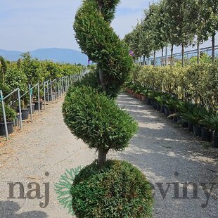 Cyprusovec leylandský guľa + špirála 200 cm v črepníku 40l Cupressocyparis Leylandii